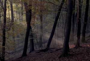 Herbst Licht