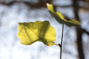 leaf1