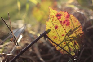 leaf2