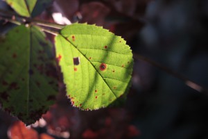 leaf3