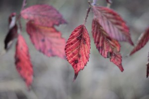 leaf4