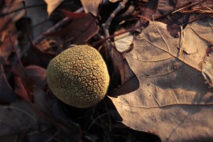 leaf9